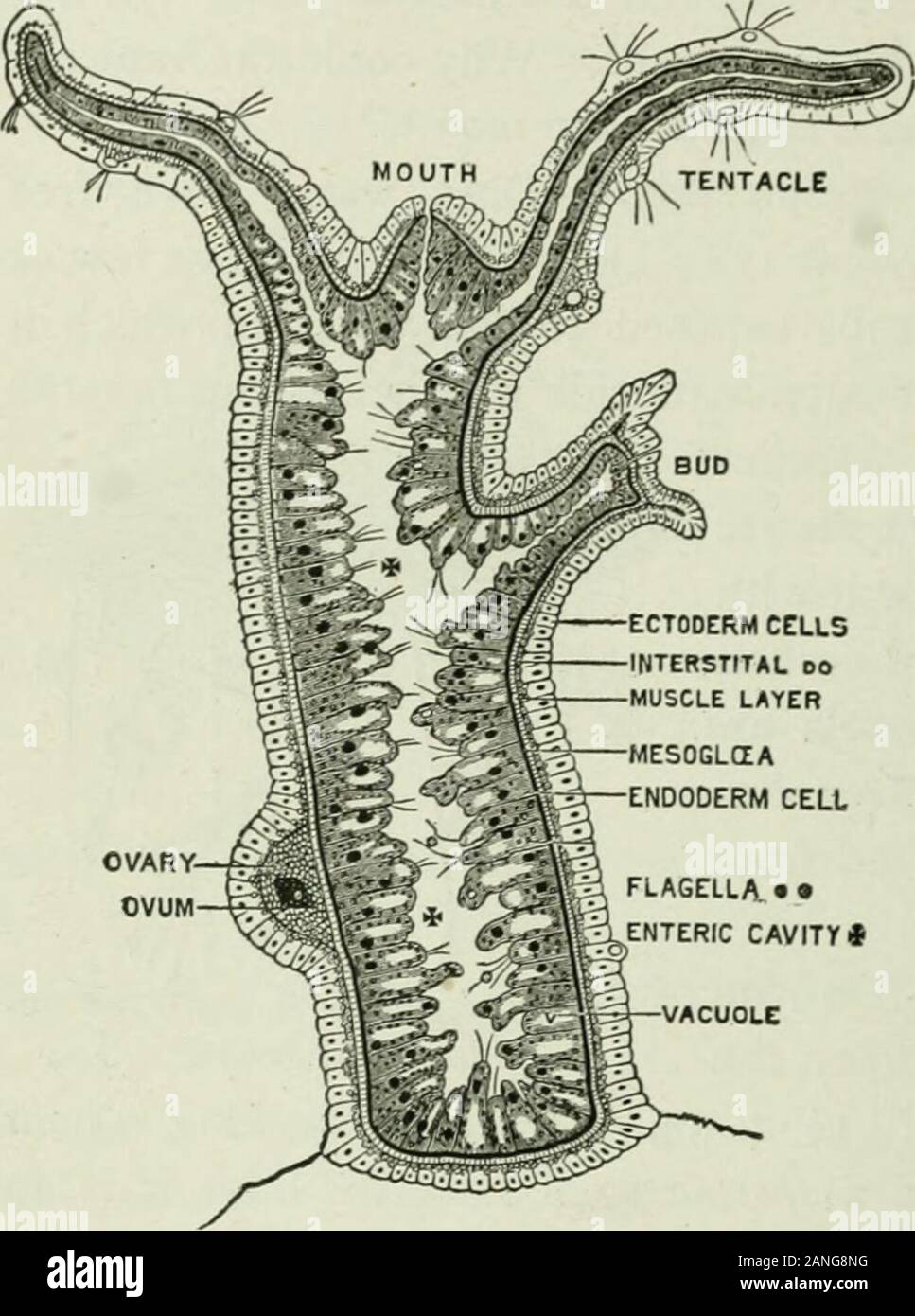Beginners' zoology . Fig. 38. — Hydras on the under sur-face of pondweed. 26 BEGINNERS ZOOLOGY scarce. Asexual generation (by budding) is common withthe hydra when food supply is abundant. After the bud grows to a cer-tain size, theouter layer ofcells at the baseof the bud con-stricts and theyoung hydra isdetached. Compare thesponge and thehydra in the fol-lowing respects:— many celled,or one celled;obtaining food ;breathing; tubesand cavities;openings; re-production ; loco-motion. Whichranks higher. ECTODERM CELLSINTERSTITAL 00MUSCLE LAYER FLAGELLA • •ENTERIC CAVITY* Fig. 39. ? • Longitudinal Stock Photo