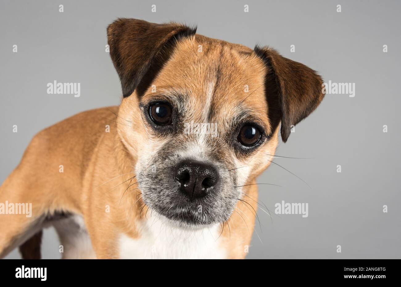 Pug crossed with a Jack Russell Terrier Dog, 8 years old, female, UK. Stock Photo