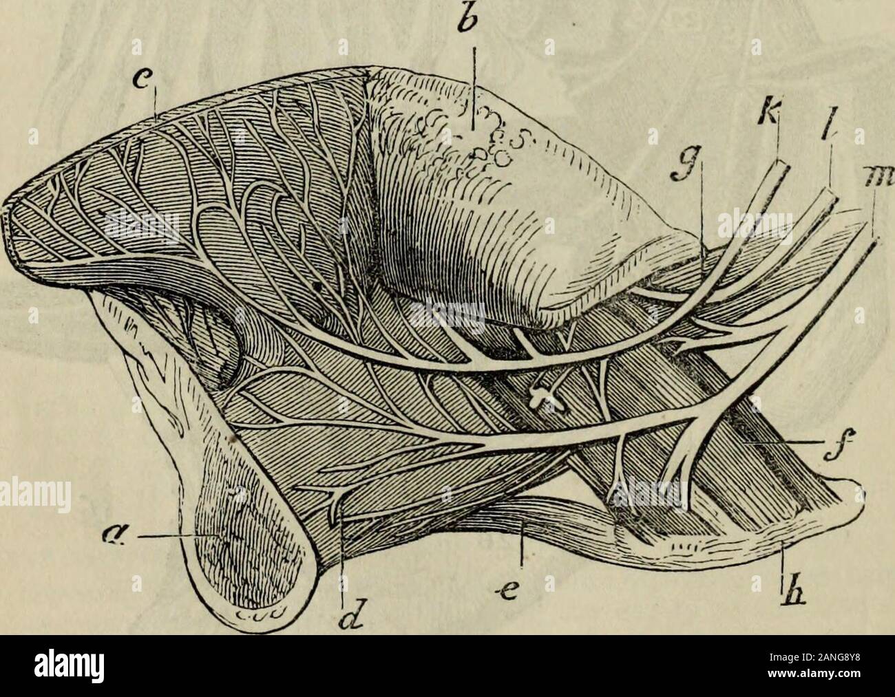 Trigeminal nerve division hi-res stock photography and images - Alamy