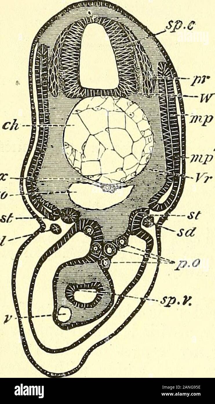 Dorsal ridges hi-res stock photography and images - Alamy