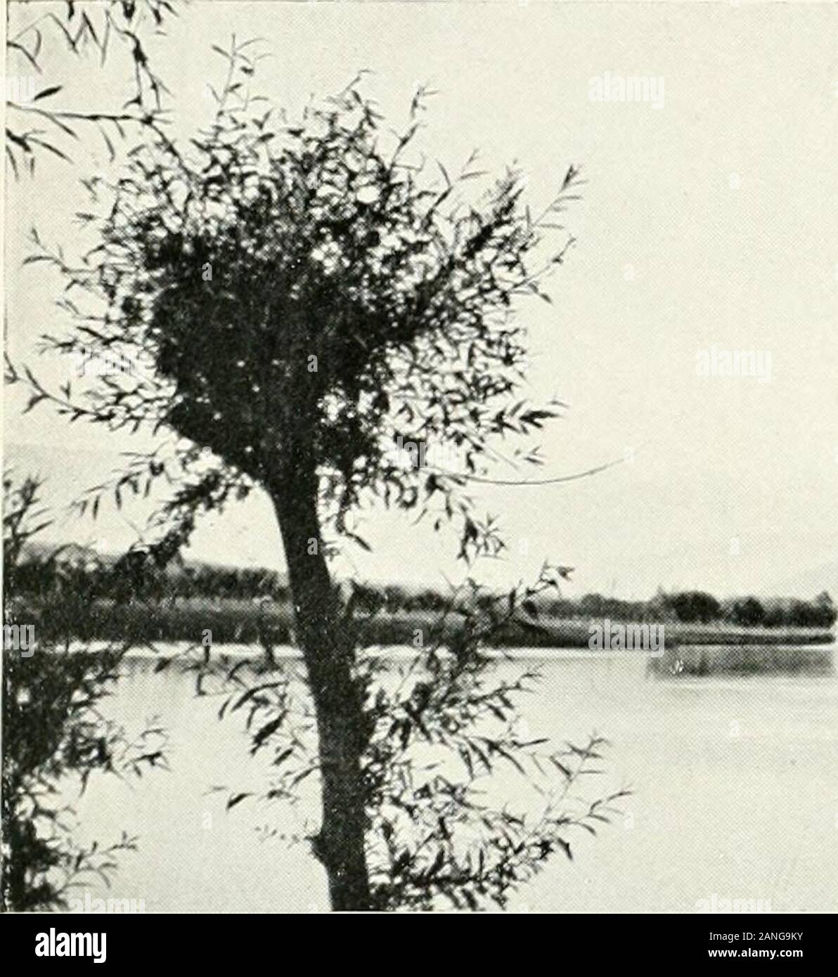 Cashmere Three Weeks In A Houseboat Pposite A Ghat Near The Maharajahs Housealready Mentioned All Day But Especially Towardsevening Women And Girls Of All Ages Came Downthere To The River And