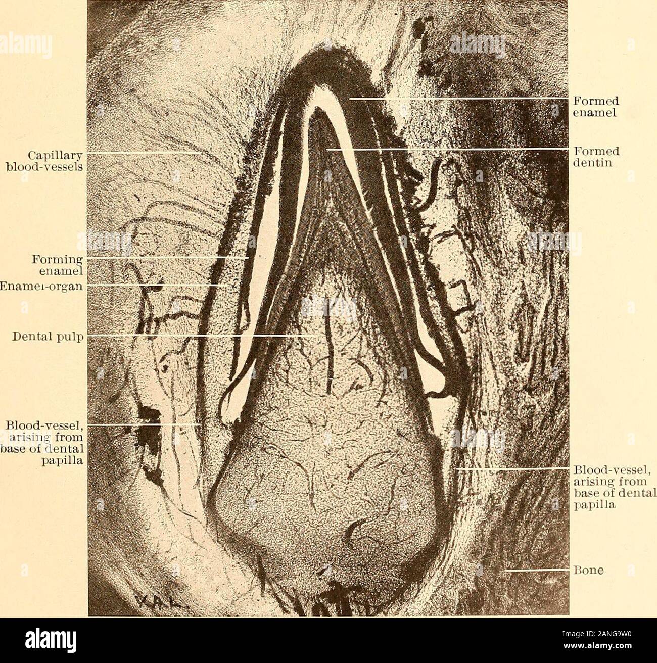 Principles And Practice Of Operative Dentistry Blood Vessel Arising From Base Of Dental Papilla Fig 145 Vertical Section Of Central Incisor Of Human Foetus Injected Showing Blood Supply Of Enamel Organ V A Latham Papillary