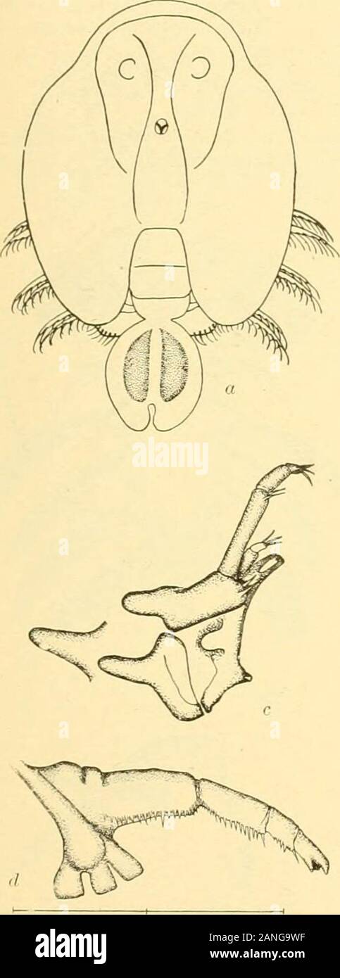 Bulletin of the Bureau of Fisheries . olor, the dorsal surface of the ovaries and testesheavily mottled with very dark brown pigment and thus contrasting strongly with the rest of thebody. Length of the female, 5 mm.: length of carapace. :-;. I mm.; breadth of cara ace. 3.5 nun.;length of abdomen. 1.1 mm.; breadth of abdomen, 0.6 mm.: male about three-fifths this size, hutwith an abdomen 1.3 mm. long. (Description from living specimens. I ARuri.IIi.K OF THE WOODS HOLE REGION. 127 Found upon the ventral surface of Fundulua heteroclitus and Fundulus majalis in both sail andbrackish water; prefer Stock Photo
