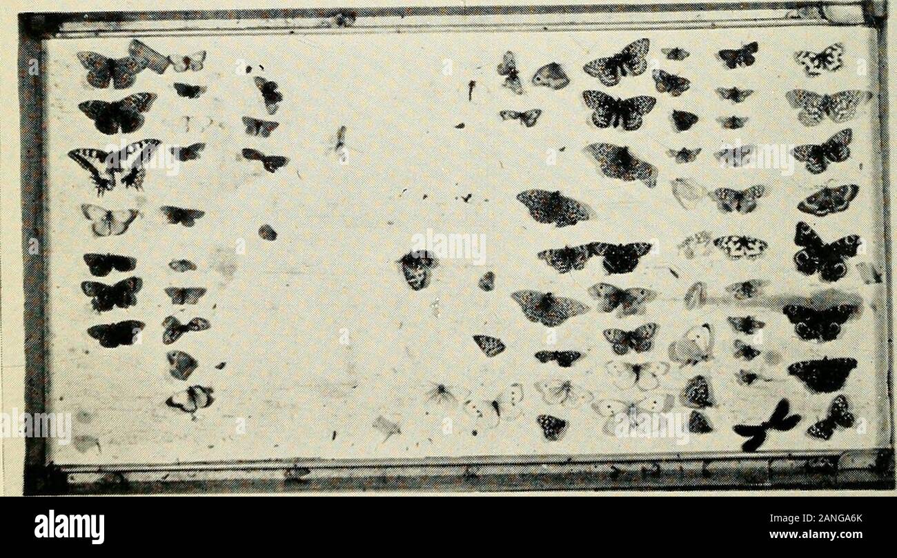 The Entomologist's record and journal of variation . i Fig. 1 (upper). Erebia Ugea (Linnaeus) : Gillespie specimen. Fig. 2 (lower).Tray from Gillespie collection as received containing this specimen (in row at left). 121 Comments on the supposed occurrence in Scotlandof Erebia ligea (Linnaeus) (Lepidoptera, Satyridae) By E. C. Pelham-Clinton,The Royal Scottish Museum, Edinburgh In January 1963, an old and almost entirely unlabelled collection ofLepidoptera was brought into the Royal Scottish Museum by Mr. A. C.Gillespie of Colinton, Edinburgh. In the section devoted to British butter-flies was Stock Photo