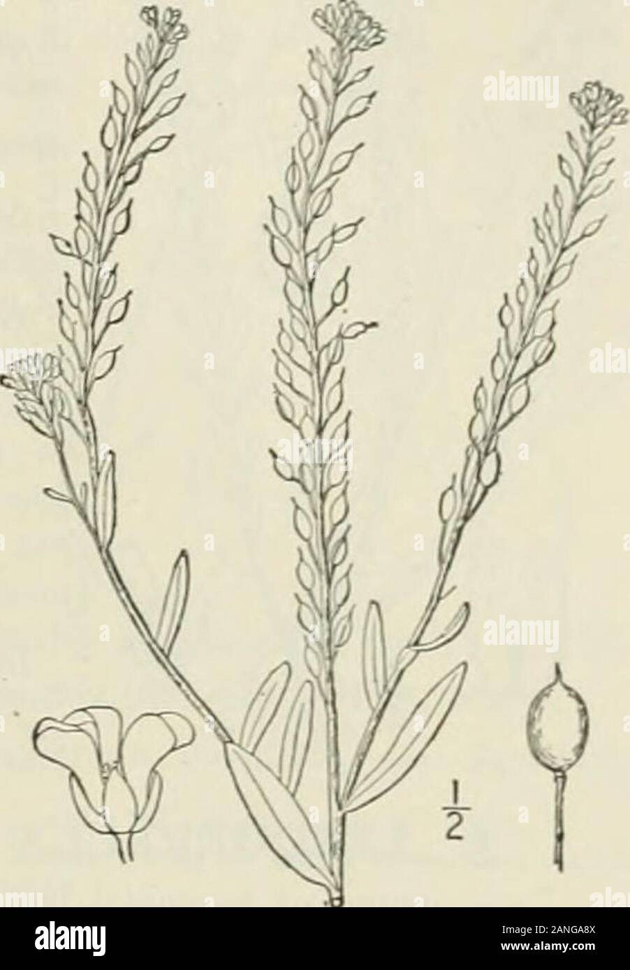 An illustrated flora of the northern United States, Canada and the British possessions : from Newfoundland to the parallel of the southern boundary of Virginia and from the Atlantic Ocean westward to the 102nd meridian; 2nd ed. . 13. Draba alpina L. Alpine Whitlow-grass.Fig. 2009. Draba alpina L. Sp. PI. 642. 1753. Perennial by a branched caudex, densely tufted,scapes pubescent, i-6 high. Leaves all basal,entire or few-toothed, oblong, or oblong-lanceolate,obtuse or acute at the apex, mostly narrowed atthe base, ciliate, or villous-pubescent, sometimeswith some stellate hairs, 2-6 long, sessil Stock Photo