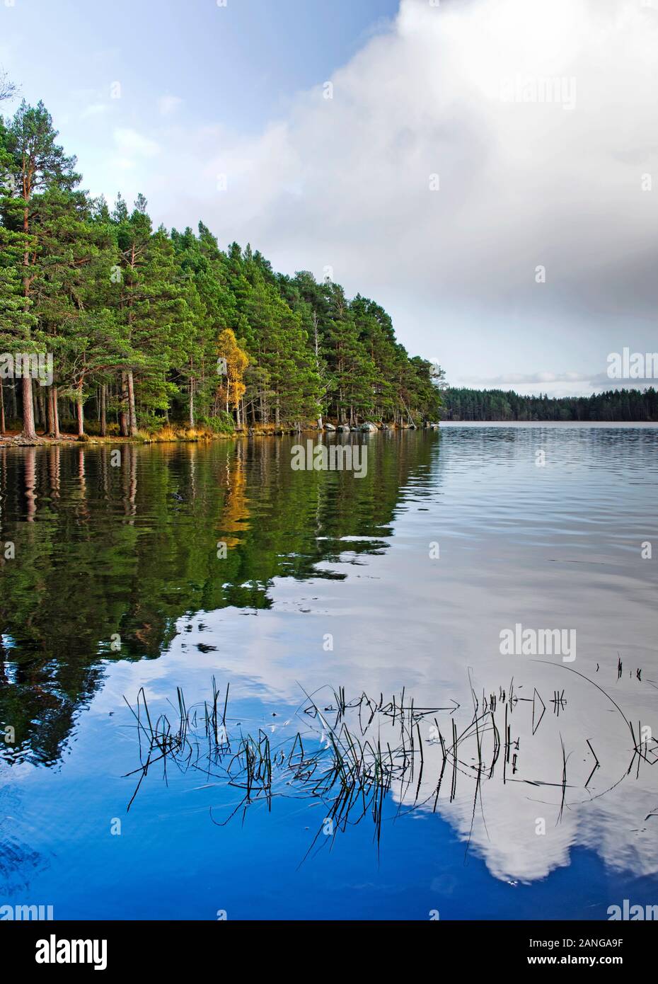 Pine forest by shore of Loch Garten reflected in calm water, Cairngorms National Park, Abernethy Nature Reserve, Scottish Highlands, calm autumn day. Stock Photo