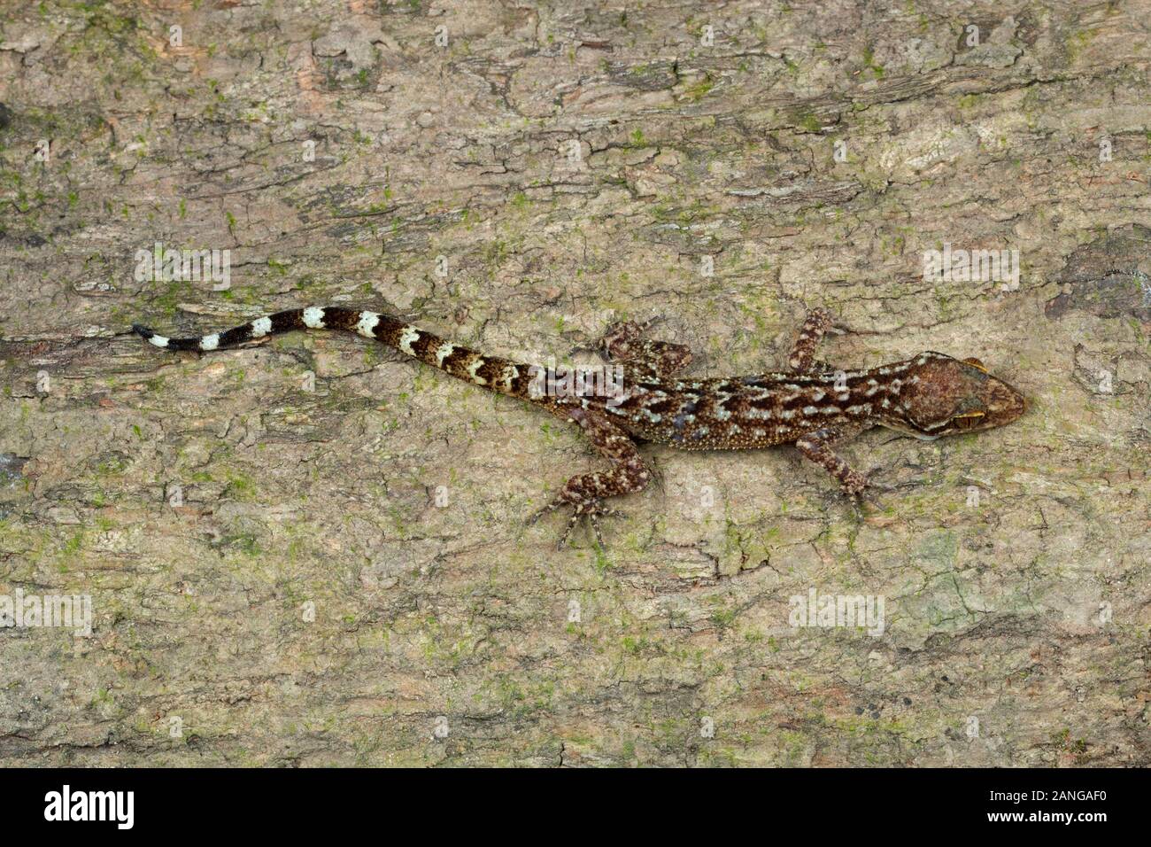 Bent toed gecko, Cyrtodactylus sp., nocturnal geckos, Himalayas, northeast India Stock Photo