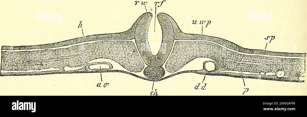 Quain's elements of anatomy . Fig. 684.—Transverse section of an embryo ...
