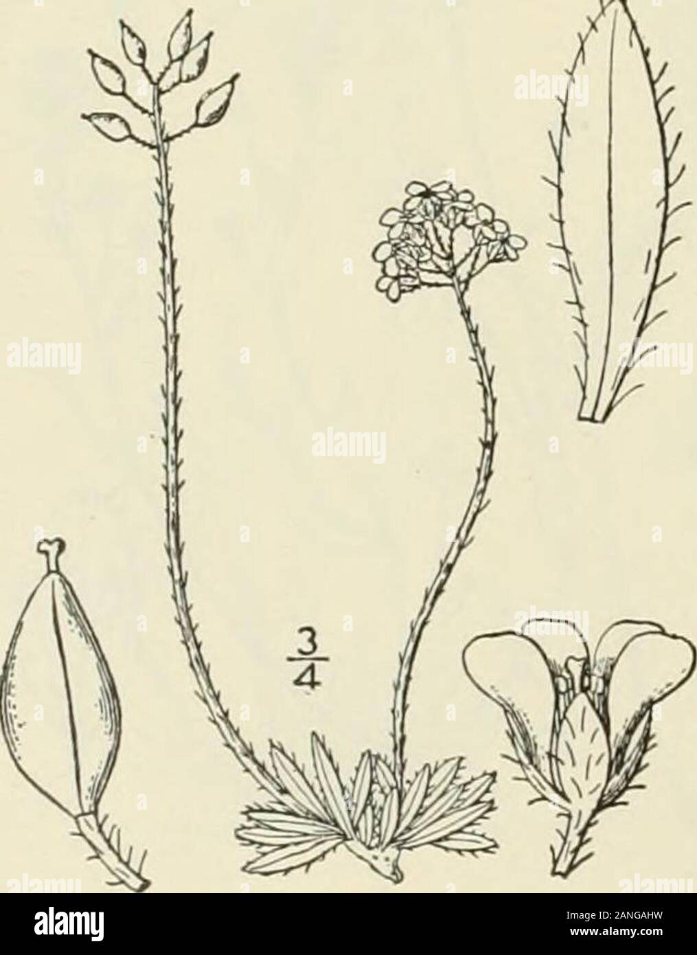 An illustrated flora of the northern United States, Canada and the British possessions : from Newfoundland to the parallel of the southern boundary of Virginia and from the Atlantic Ocean westward to the 102nd meridian; 2nd ed. . 13. Draba alpina L. Alpine Whitlow-grass.Fig. 2009. Draba alpina L. Sp. PI. 642. 1753. Perennial by a branched caudex, densely tufted,scapes pubescent, i-6 high. Leaves all basal,entire or few-toothed, oblong, or oblong-lanceolate,obtuse or acute at the apex, mostly narrowed atthe base, ciliate, or villous-pubescent, sometimeswith some stellate hairs, 2-6 long, sessil Stock Photo