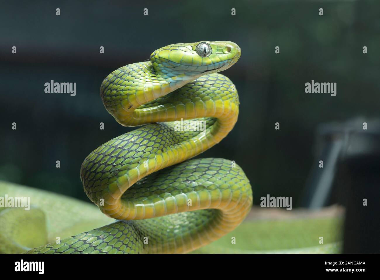 Boiga cyanea, Colubrid snake species found in South Asia, China and South-east Asia Stock Photo