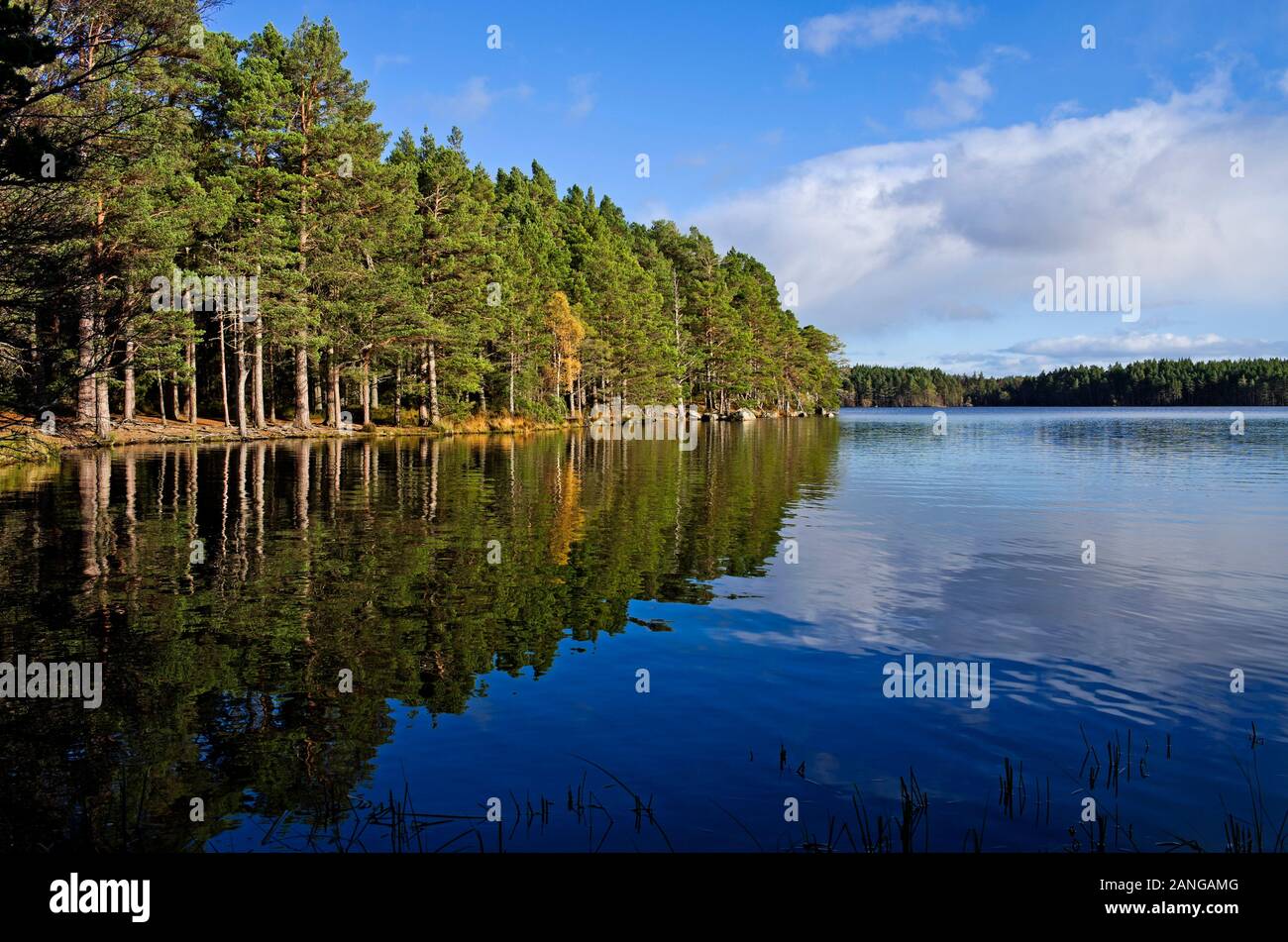 Pine forest by shore of Loch Garten reflected in calm water, Cairngorms National Park, Abernethy Nature Reserve, Scottish Highlands, calm autumn day. Stock Photo