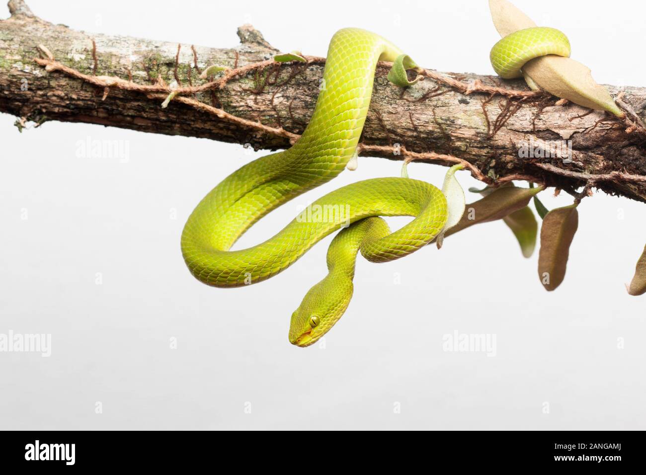 Green pit viper, Trimeresurus sp., ambush predators, northeast India Stock Photo