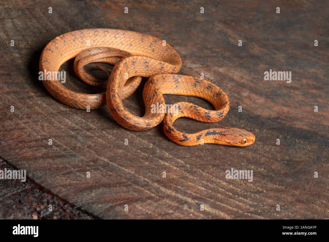 The common slug snake, Pareas monticola, is a species of snake found in Northeast India Stock Photo