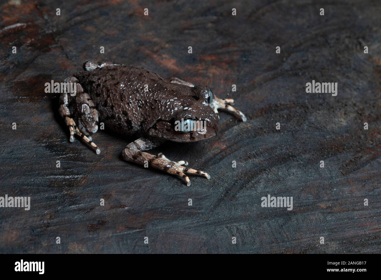 Leptobrachium bompu toad is only known in the Eaglenest Wildlife Sanctuary in Arunachal Pradesh, Northeast India. Stock Photo
