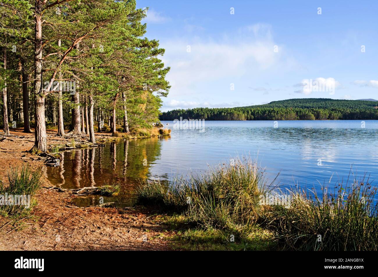 Pine forest by shore of Loch Garten reflected in calm water, Cairngorms National Park, Abernethy Nature Reserve, Scottish Highlands, calm autumn day. Stock Photo