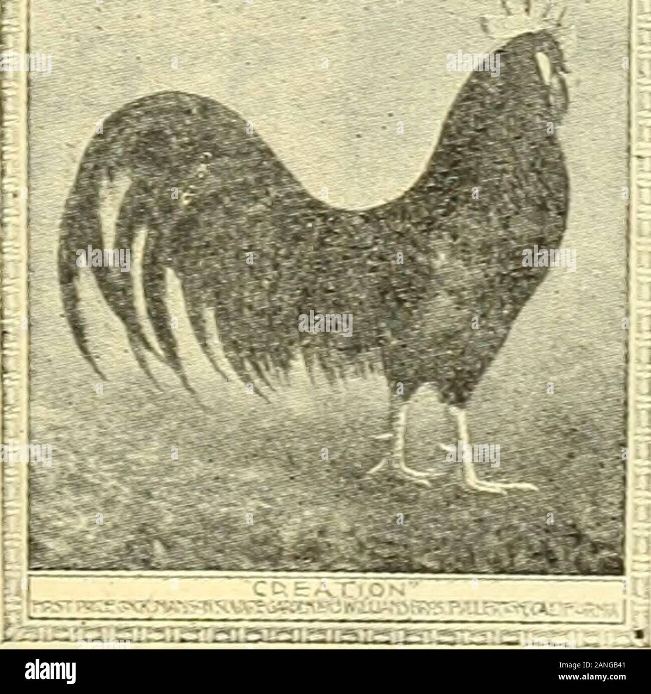 American poultry world . ILDER, HEALTH TOXINE Used by over 80.000 Poultry Raisers. Over OneMillion* Bags sold in 1914. 300 lbs. for One Dollar Send for Samples and Analysis.ARTHUR W. BISHOP, PATERSON, N J A MILLION HENS USE WELLCOMES FAMOUS TRAPNEST Shows Which Hen Laid The Egg.New Principle 100 Per Cent. Efficient F. O. Wellcome, Box W, Yarmouth, Me. Write NOW for prices and proof. All Varieties SUSSEX Eggs and stock for sale at all times. If you want a money maker and the finest table fowlknown to mankind try the Sussex.RED JACKET POULTRY FARM, W. M. Patteson, PEXX YAN, N. Y LIGHT AND DARK B Stock Photo