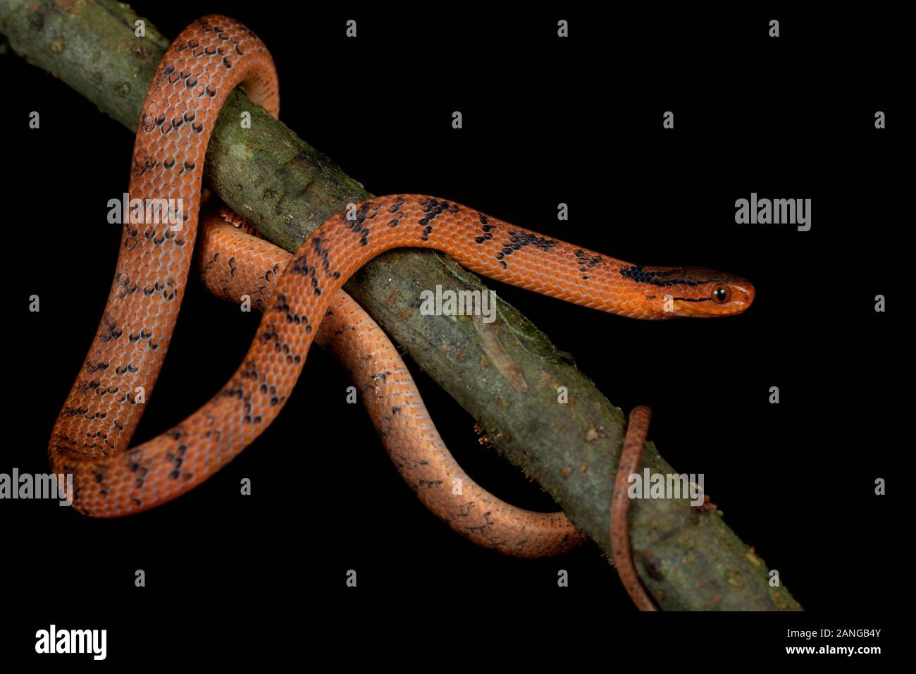 The common slug snake, Pareas monticola is a species of snake found in Northeast India Stock Photo