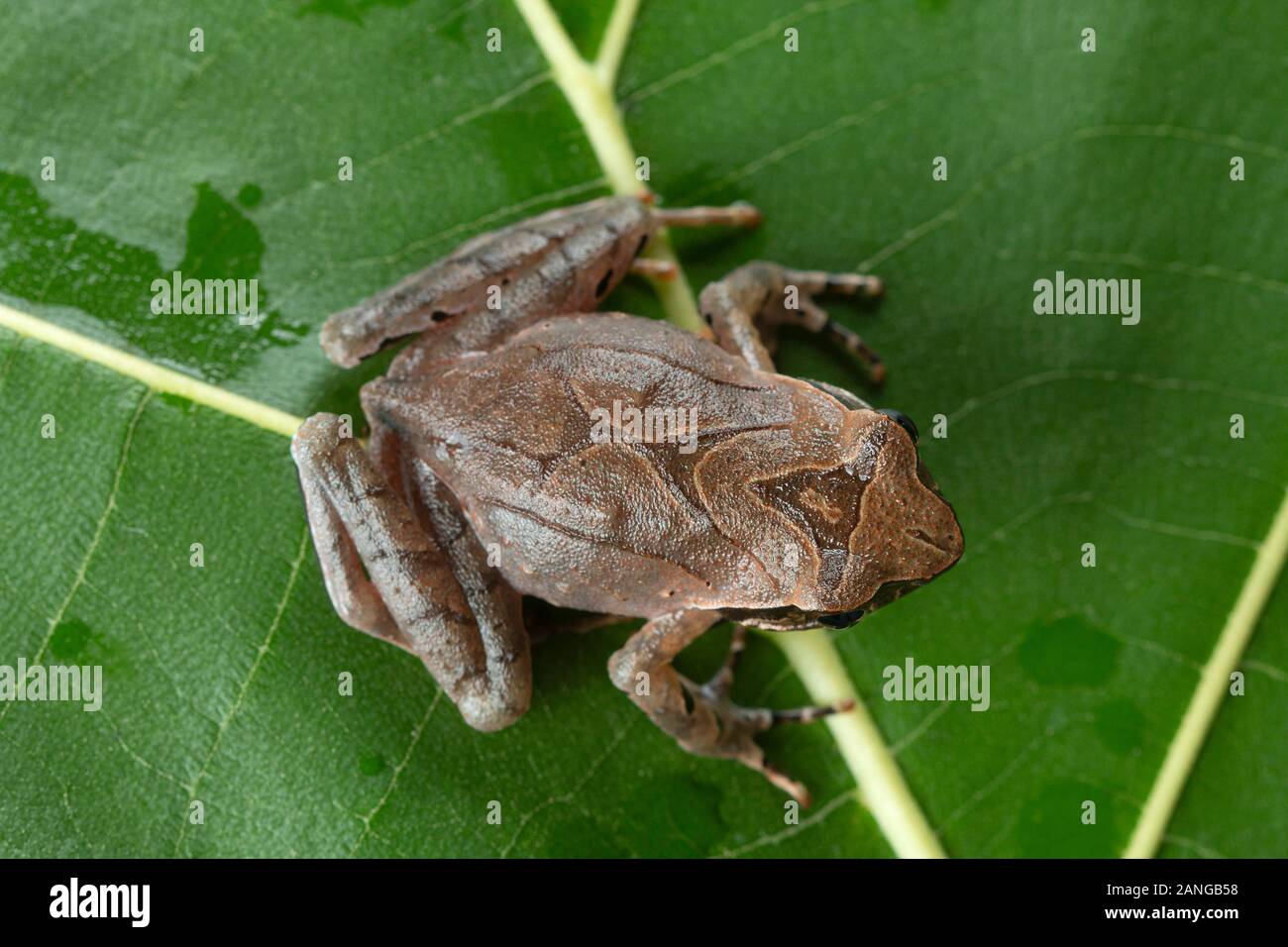 Megophrys major is a species of toad found in northeastern India Stock Photo