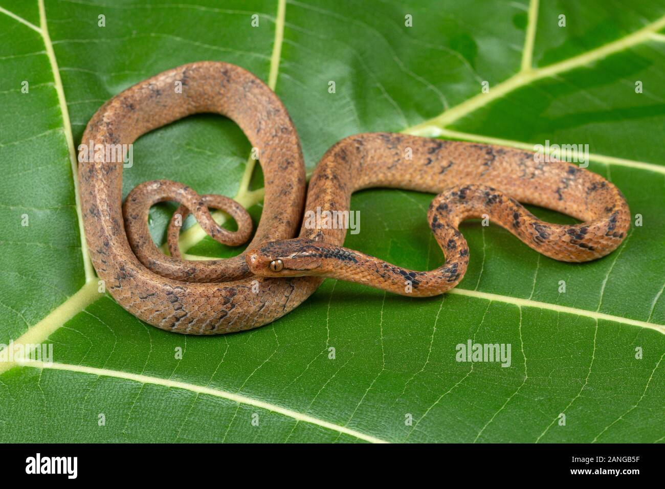 The common slug snake, Pareas monaticola is a species of snake found in Northeast India Stock Photo