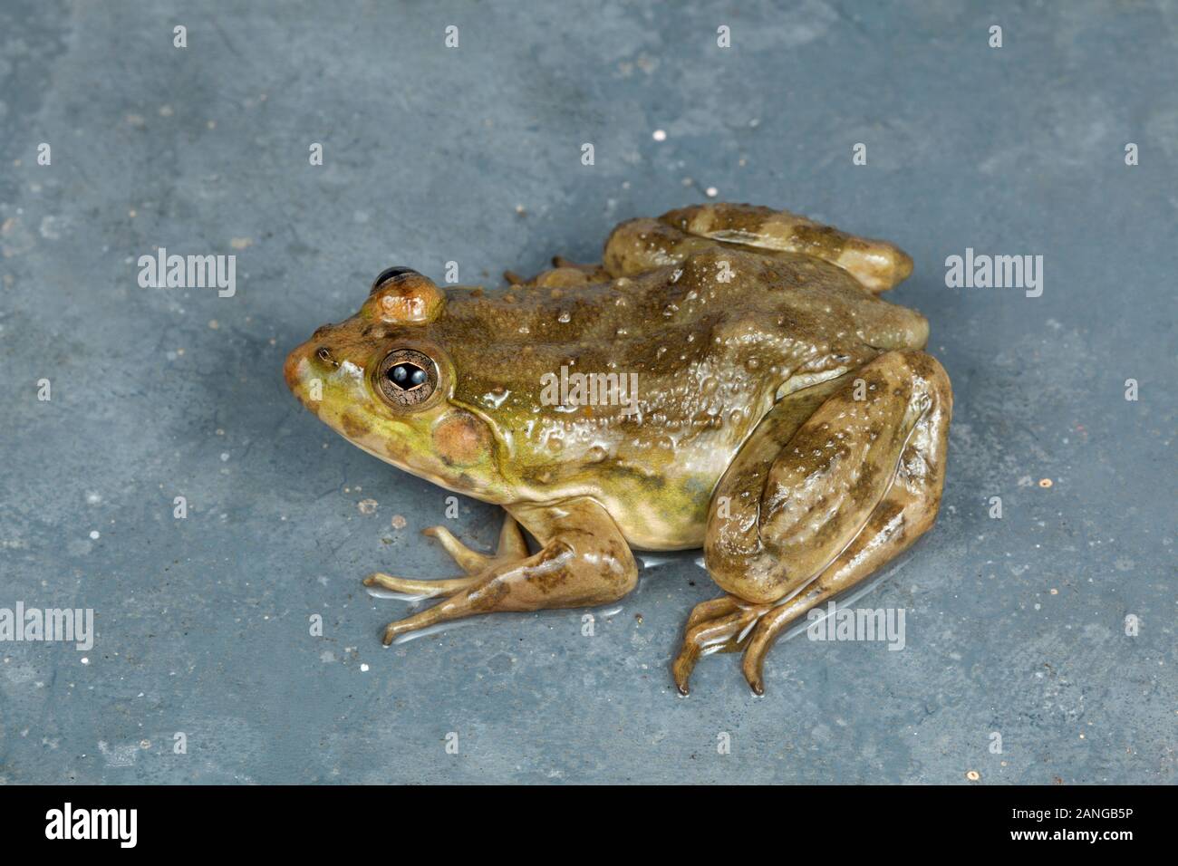 Euphlyctis cyanophlyctis, Indian skipper frog or skittering frog is common dicroglossid frog found in South Asia Stock Photo
