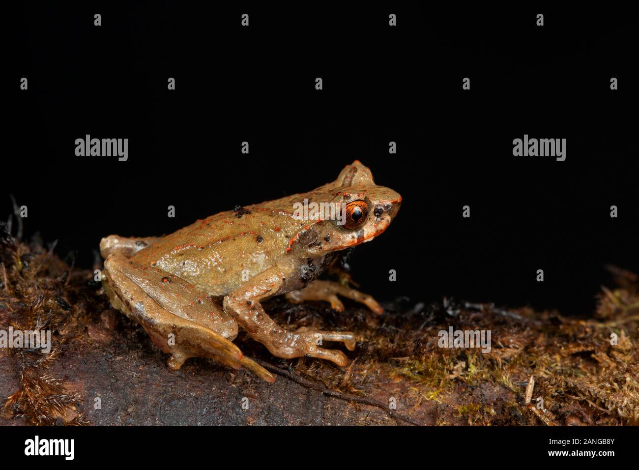 Xenophrys is a genus of amphibians in the family Megophryidae. They are found in southeastern Asia Stock Photo