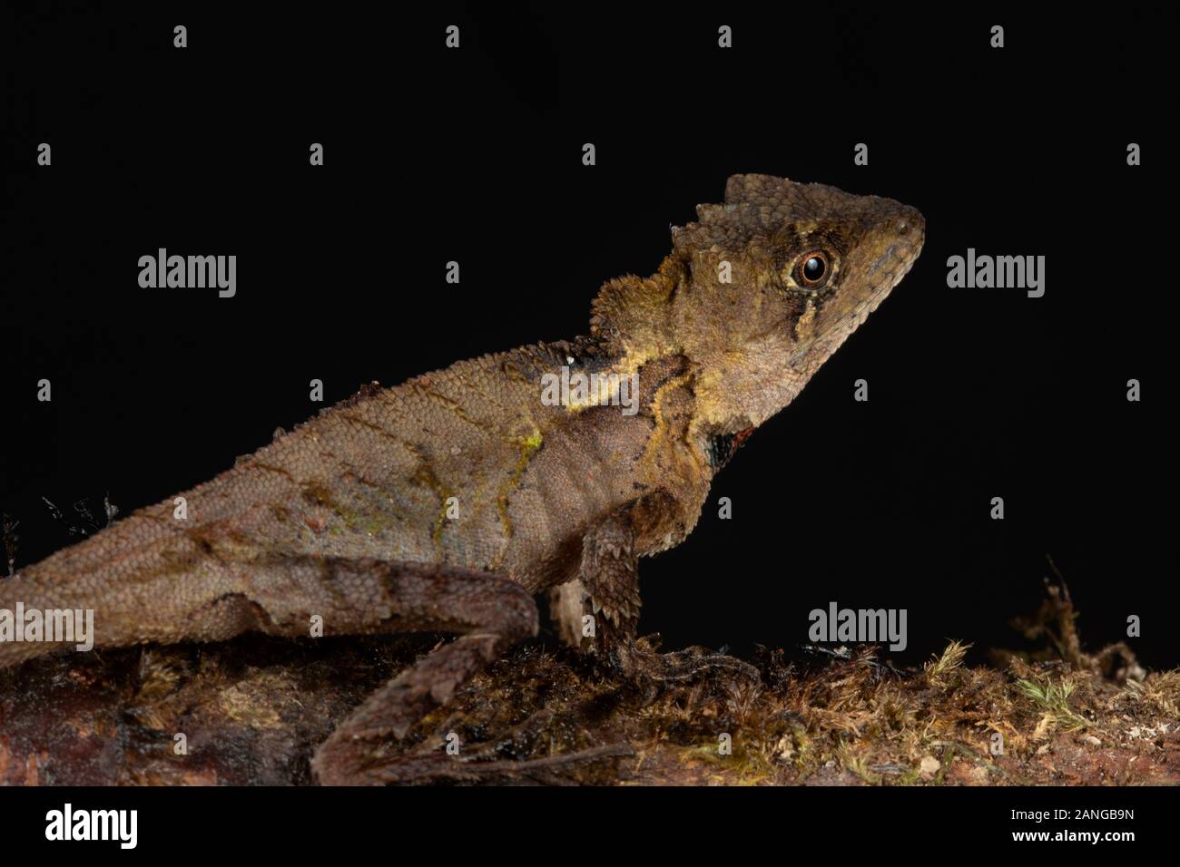 Japalura andersoniana is a species of lizard in the family Agamidae. Endemic to eastern India and China. Stock Photo