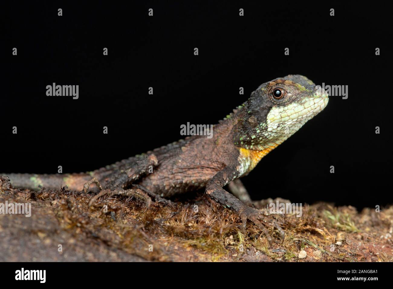 Pseudocalotes austeniana, commonly known as the Abor Hills agama or Annandale's dragon, is a rare species of agamid lizard endemic to Asia. Stock Photo