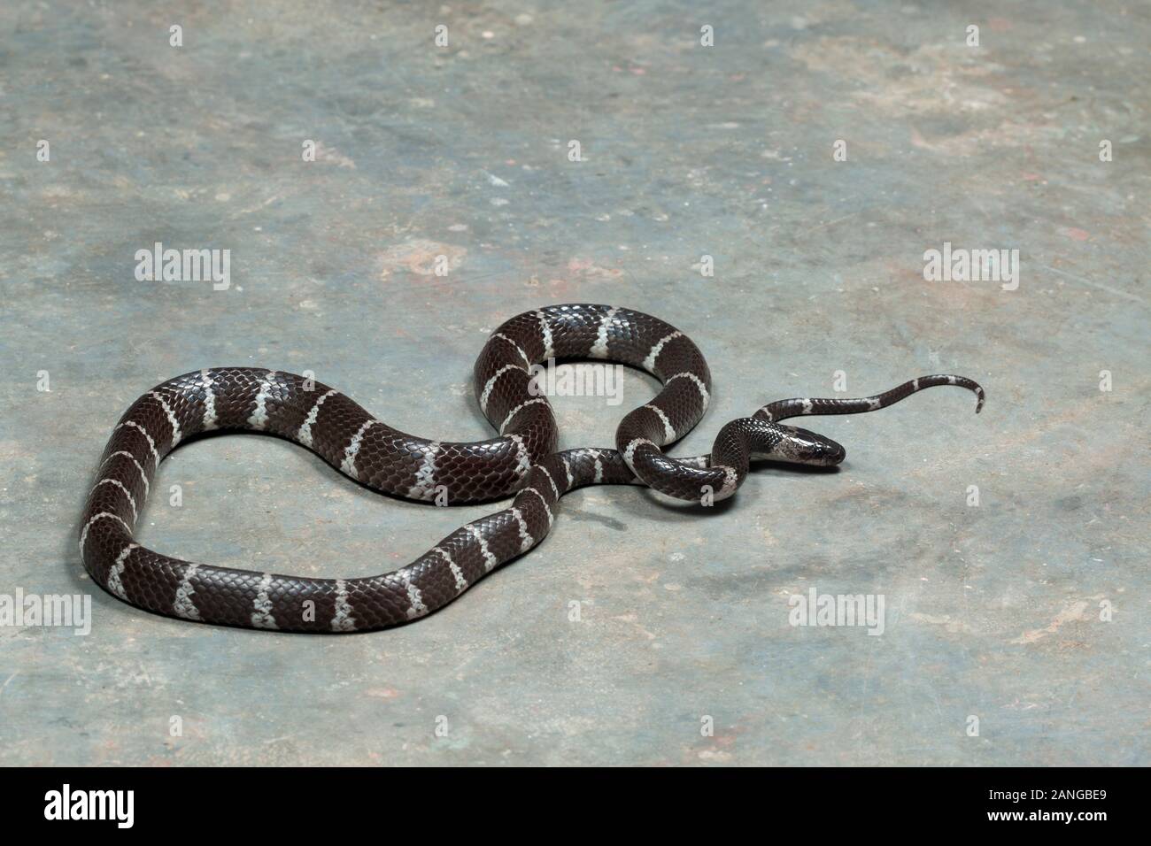 The White-banded wolf snake, Lycodon septentrionalis, also known as the Northern large-toothed snake found in Asia Stock Photo