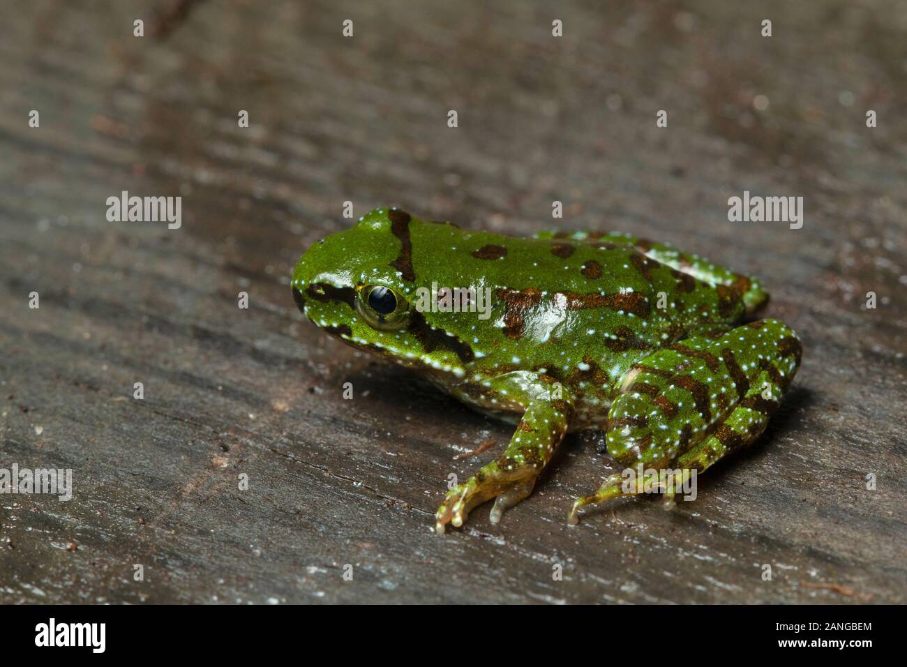 Amolops formosus or Assam sucker frog is a beautiful stream frog found in northern India, northern Bangladesh, and Nepal Stock Photo