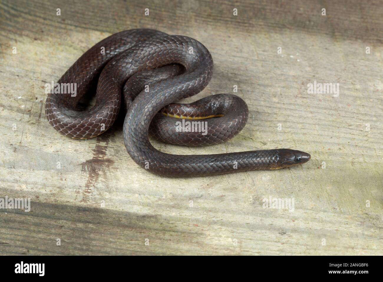 Trachischium slender snakes or wormeating snakes, subfamily Natricinae family Colubridae