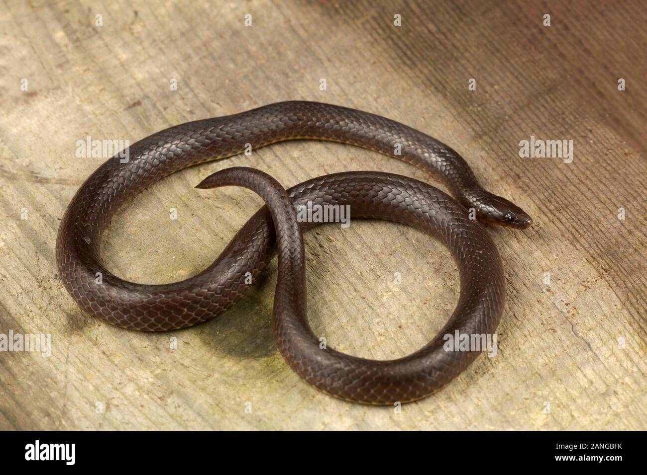 Trachischium slender snakes or worm-eating snakes,  subfamily Natricinae family Colubridae. Endemic to Asia. Stock Photo