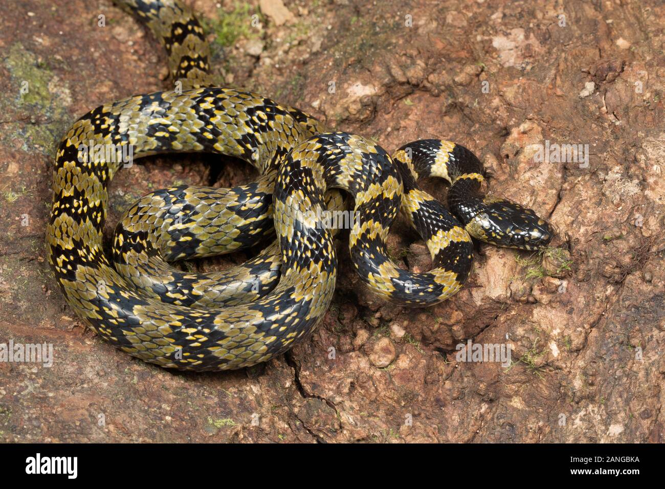 Lycodon gammiei, commonly known as Gammie's wolf snake, nonvenomous colubrid endemic to northern India. Stock Photo