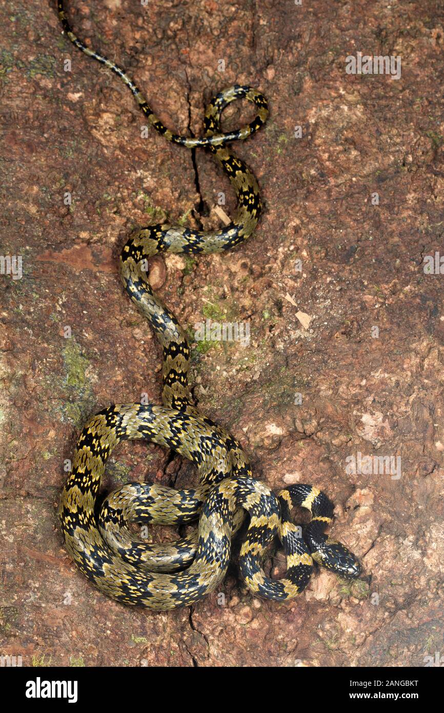 Lycodon gammiei, commonly known as Gammie's wolf snake, nonvenomous colubrid endemic to northern India. Stock Photo