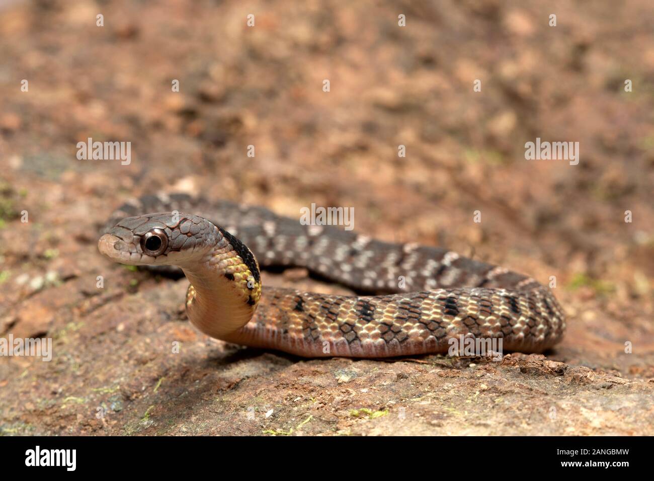 Large-eyed FALSE COBRA. Pseudoxenodon macrops. A proficient mimic