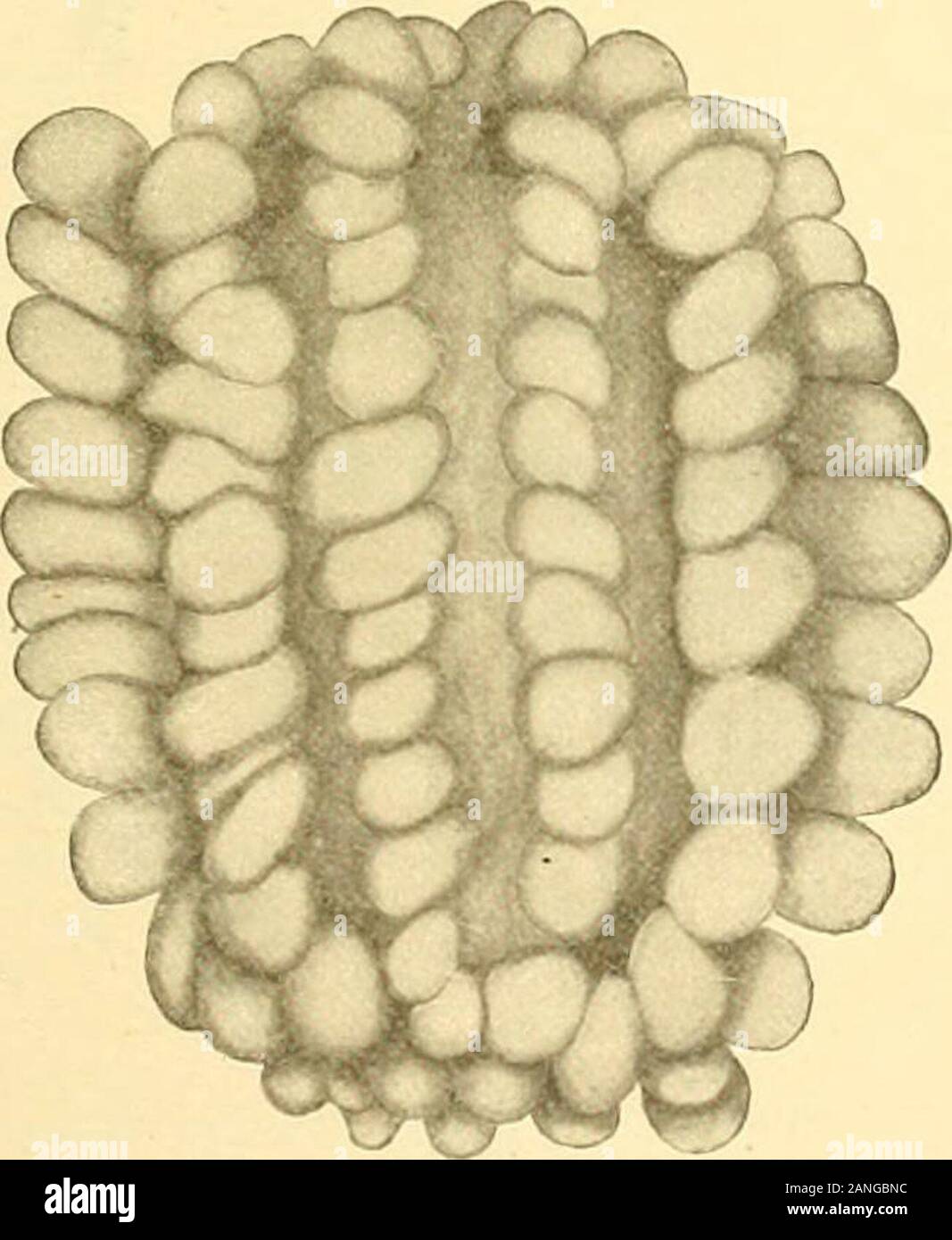 Bulletin of the Bureau of Fisheries . A single elustit i eggs ol Arguluu catosUvtm.(Actual size, 0.15x0.3mm.). A single egg of Argulua catostnmi, 300. Argulus funduli Kroyer. Male and female known. Carapace orbicular, wider than long, seareeh covering the second pair of swimming legs; posteriorsinus wide and shallow, widely cut at its base; eves large and placed far forward, chitin rings in lateralareas nearly equal. On the ventral surface the anterior portion is covered with stunt spines, while thewhole thorax is papillated. Abdomen long elliptical, cut nearly to the center in the female, abo Stock Photo