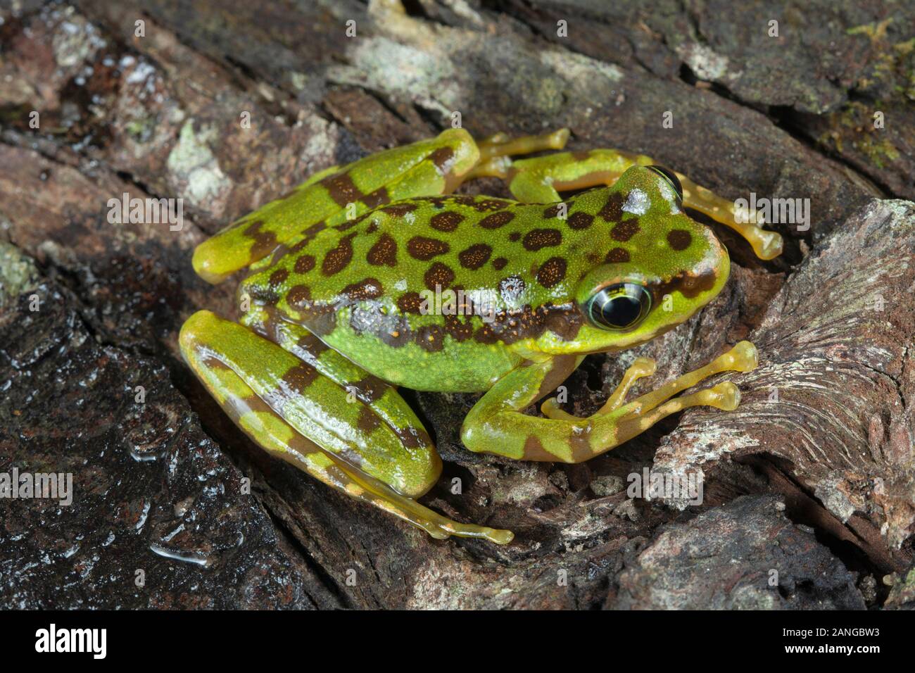 Amolops formosus or Assam sucker frog is a beautiful stream frog found in northern India, northern Bangladesh, and Nepal Stock Photo