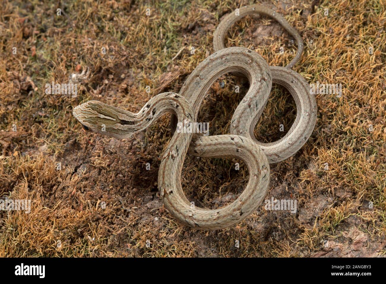 Psammodynastes pulverulentus, the common mock viper, is a species of snake native to Asia. Stock Photo