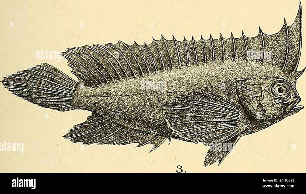 Mathiran Fish The fishes of India; being a natural history of the fishes known to ...