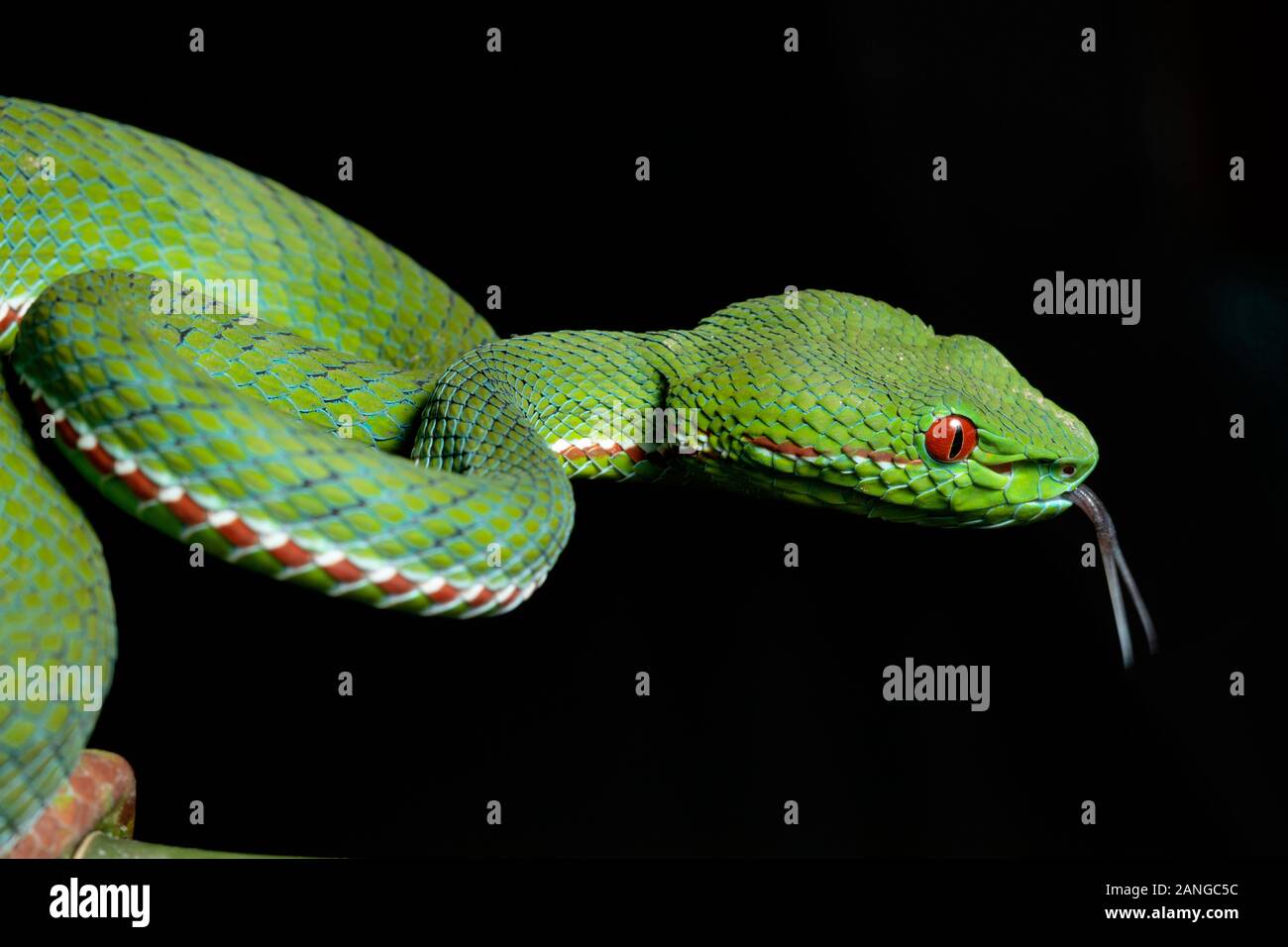 Trimeresurus popeiorum or Pope's pit viper,  venomous native to northern and north eastern parts of India Stock Photo