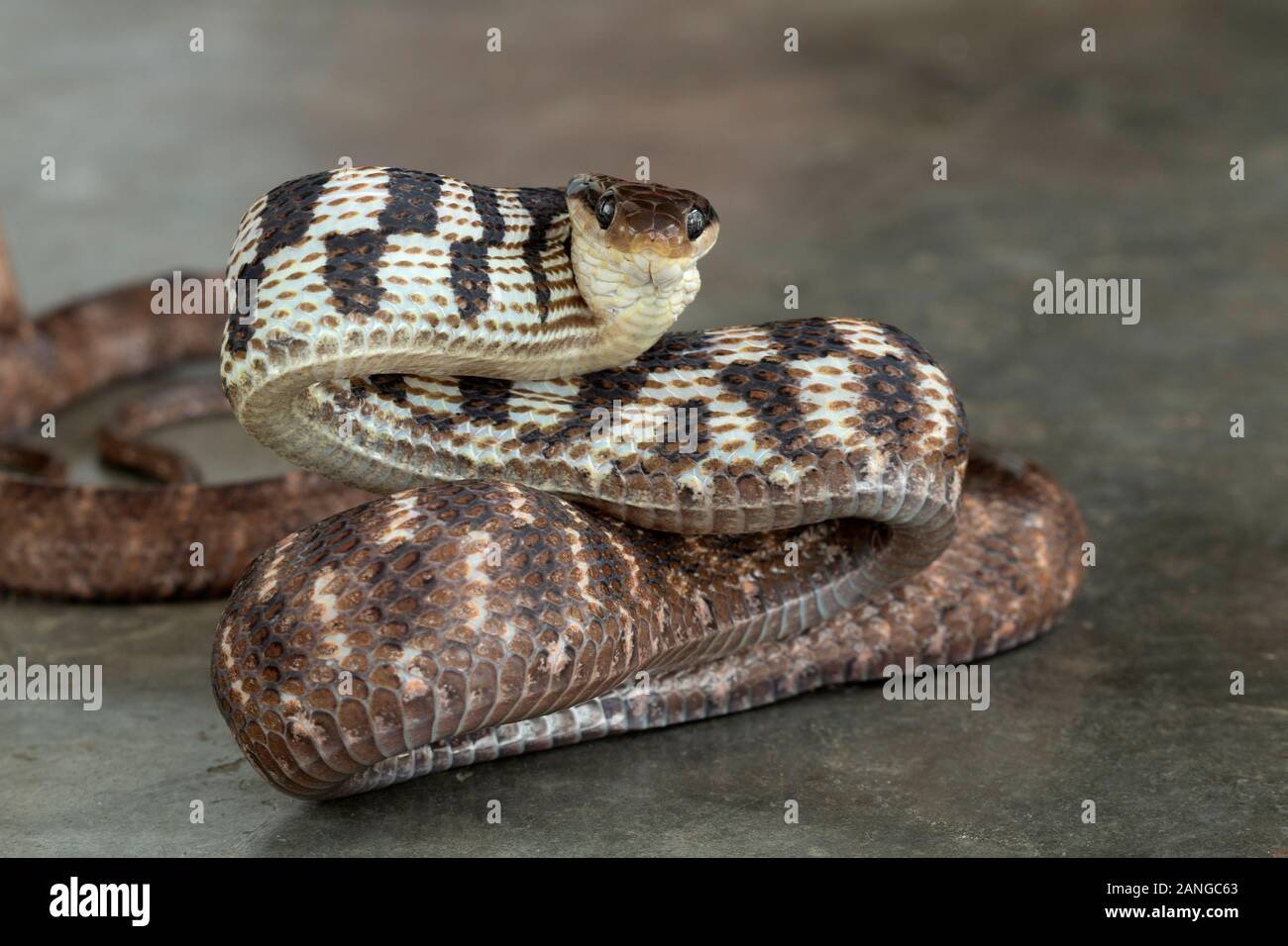 The gray cat snake, Boiga siamensis, or Siamese cat snake is a species of catsnake found in northeastern India Stock Photo