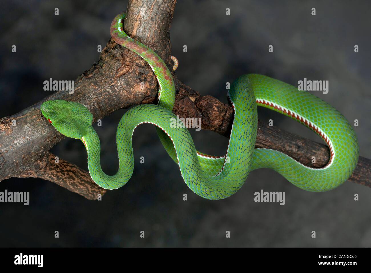Trimeresurus popeiorum or Pope's pit viper,  venomous native to northern and north eastern parts of India Stock Photo