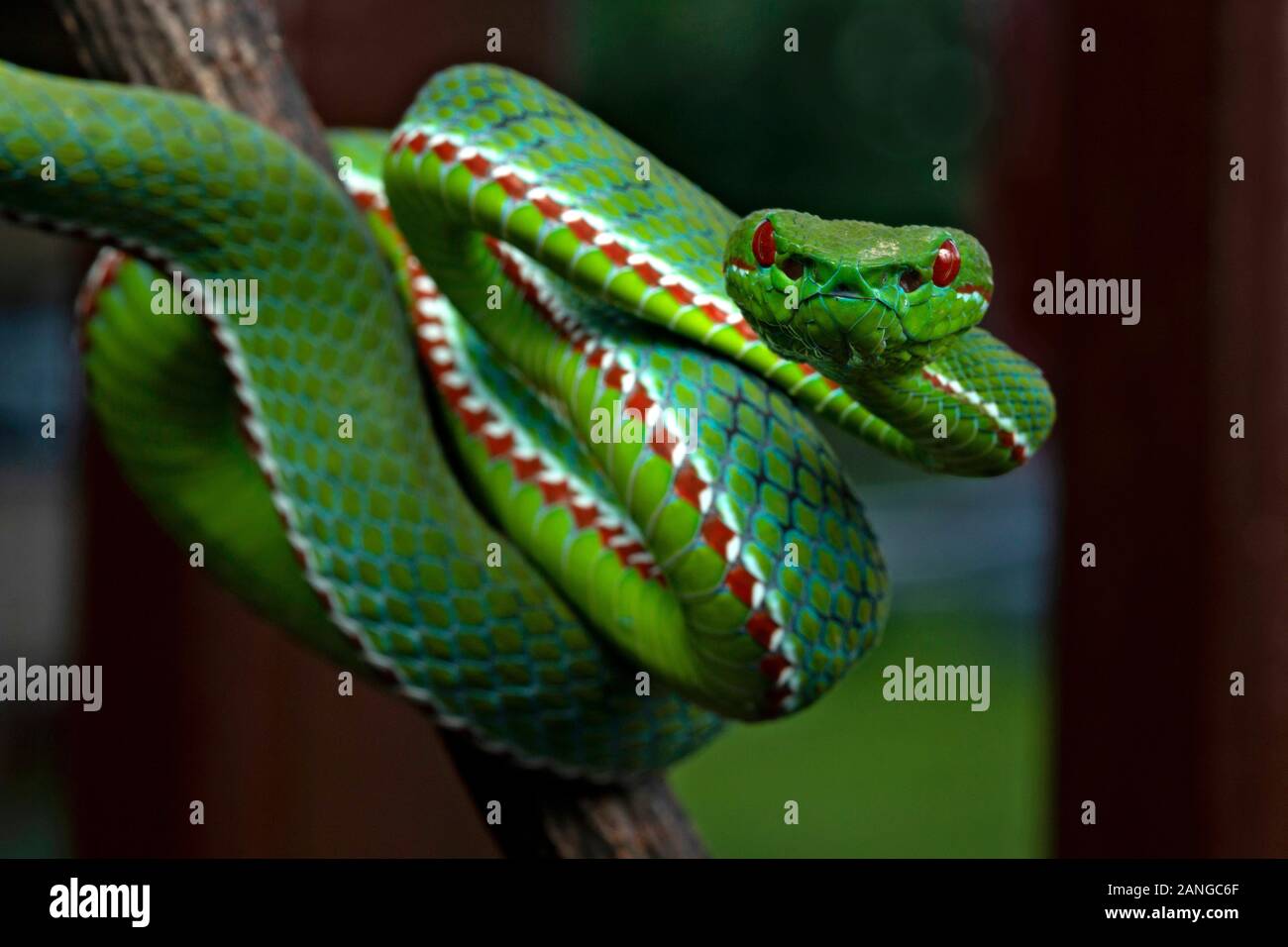 Popes bamboo pitviper hi-res stock and images Alamy