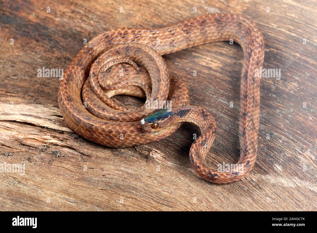 The common slug snake, Pareas monticola, is a species of snake found in Northeast India Stock Photo