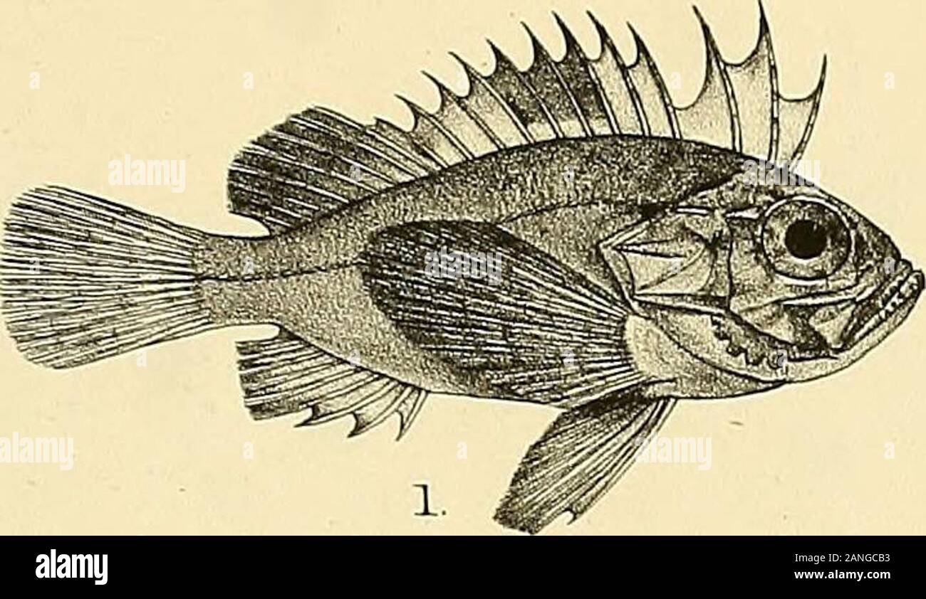 The fishes of India; being a natural history of the fishes known to inhabit the seas and fresh waters of India, Burma, and Ceylon . Per 1 de ti Litta Maxterii Bros imj 1, PTER01S VOLITANS. 2, P. MILES. 3.P.C1NCTA.. 4. APISTUS CARTNATUS 5, GYMNAPISTES NIGER. Days Fishes of India. Kate xxxvin. Stock Photo