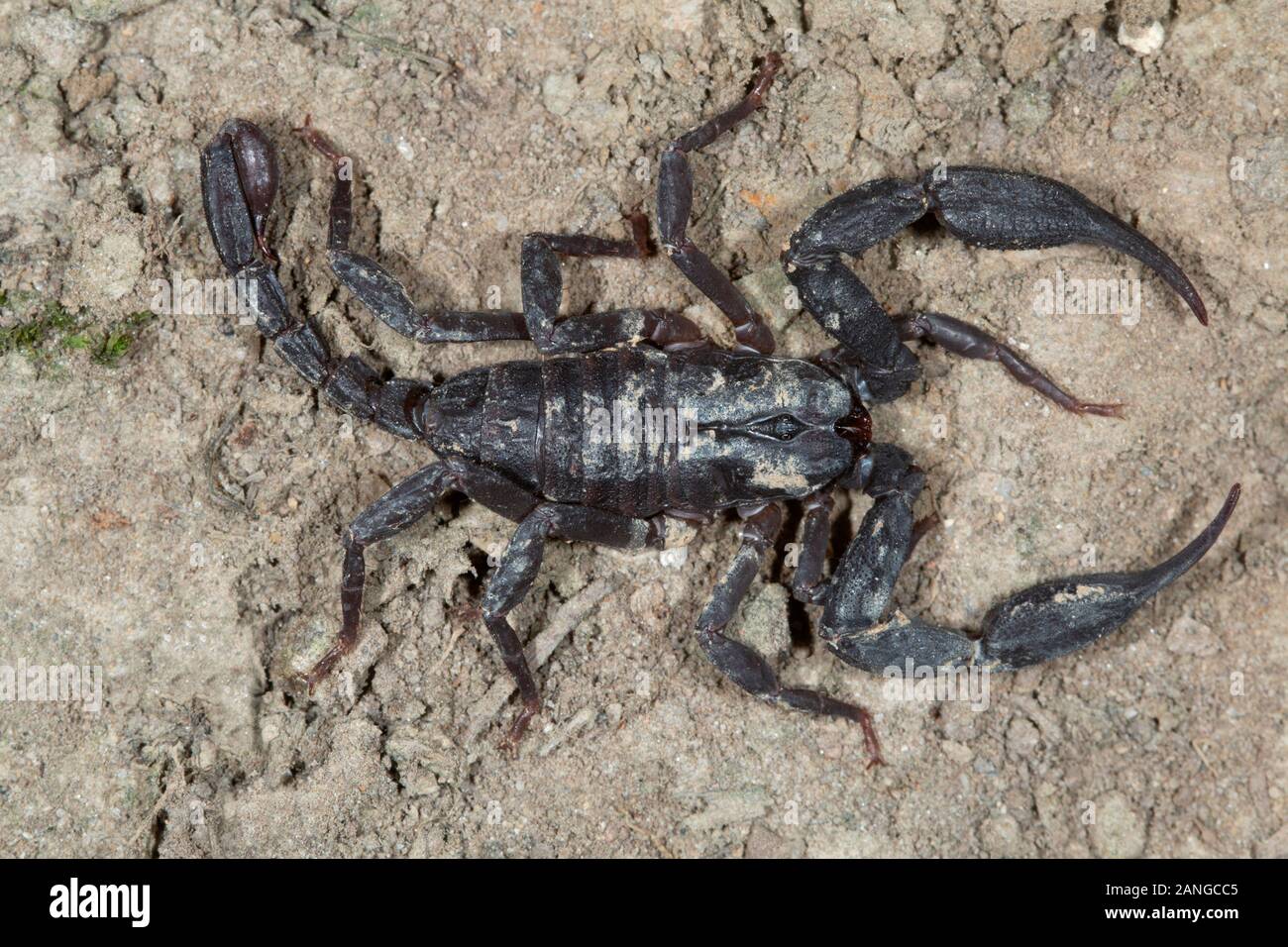 Euscorpiops longimanus is a species of scorpion of the family