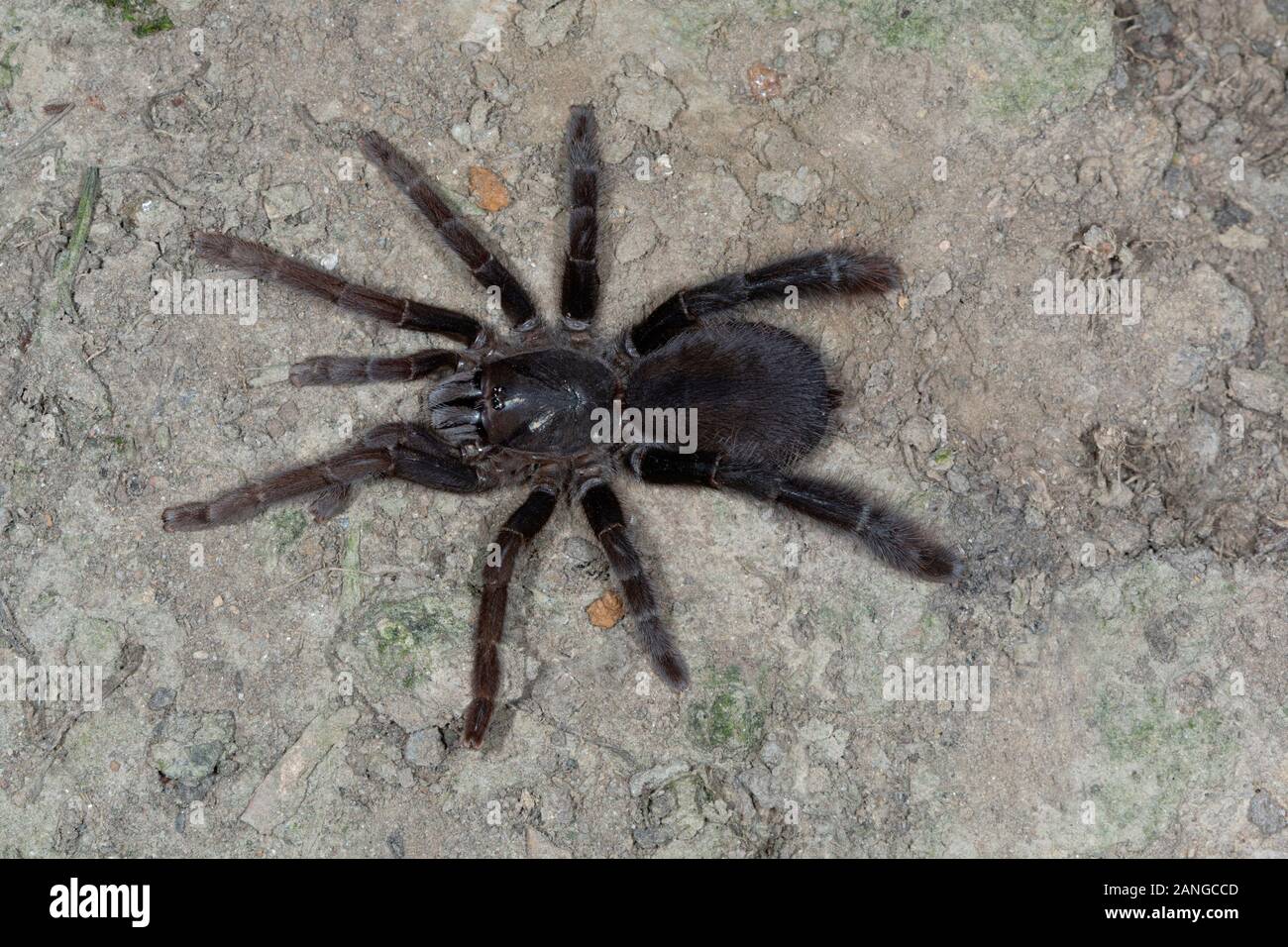 Tarantula of the genus Lyrognathus. These tarantulas live in burrows on mud escarpment along roads. Stock Photo