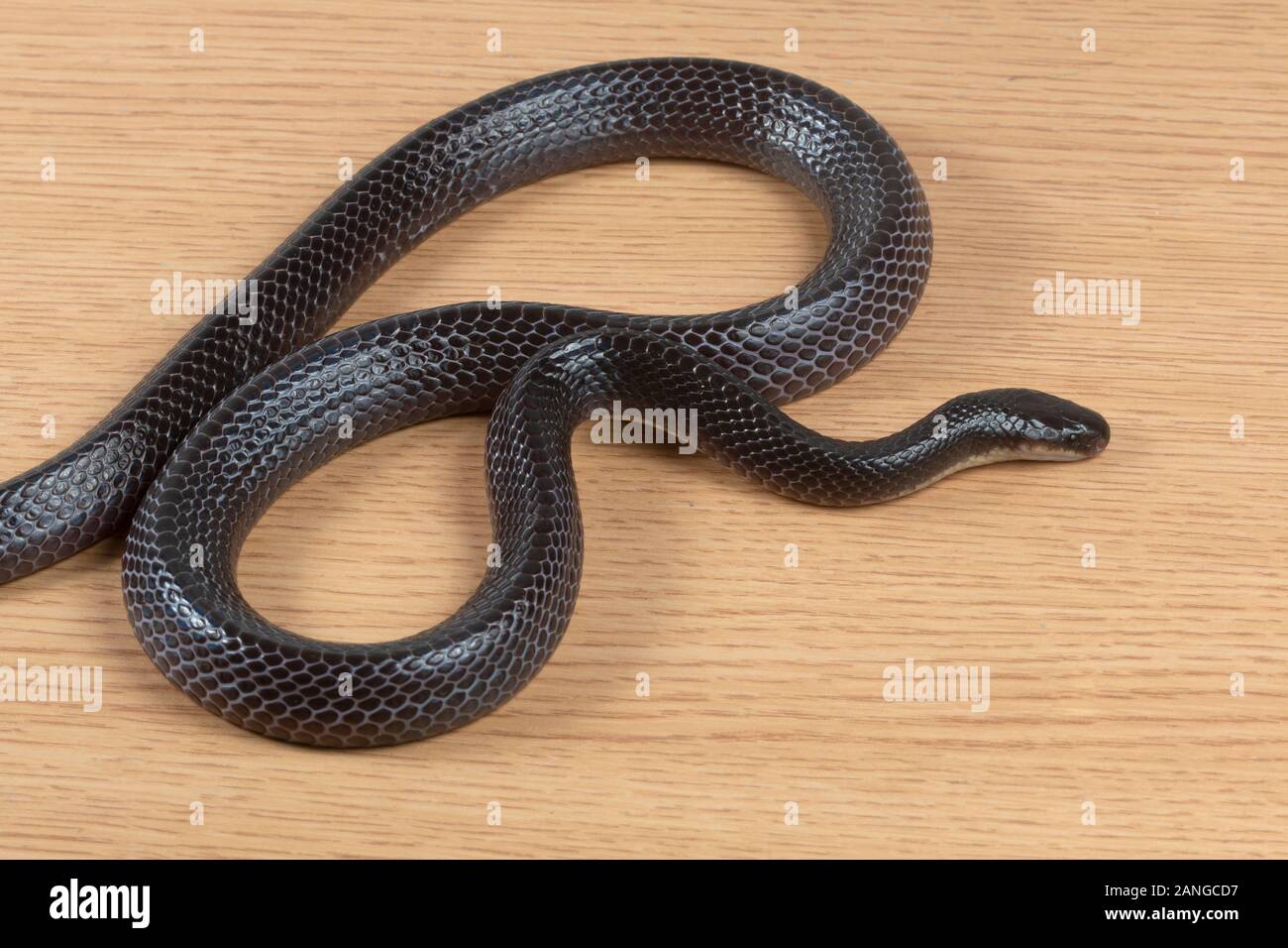 Greater black krait, Bungarus niger venomous snake in the family Elapidae. The species is endemic to South Asia. Stock Photo