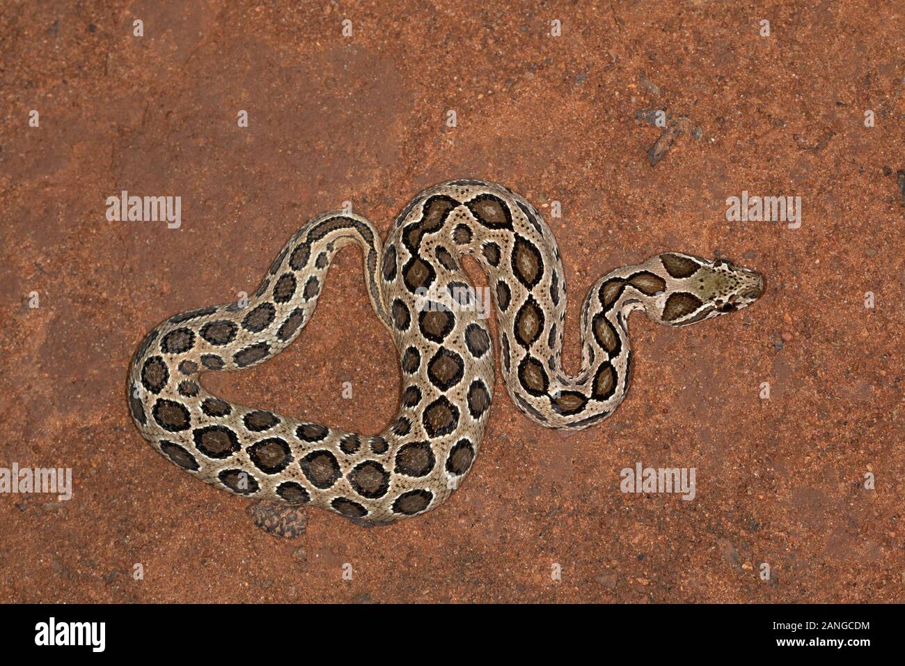 A juvenile Russell's viper that was rescued form the campus of NCBS, Bangalore Stock Photo