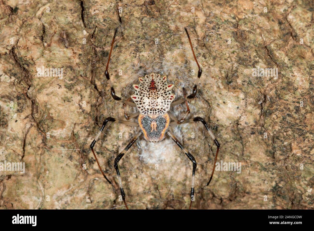 Isometrus thurstoni, a bark scorpion, is a species of scorpionin Buthidae family. Kolli Hils , India Stock Photo