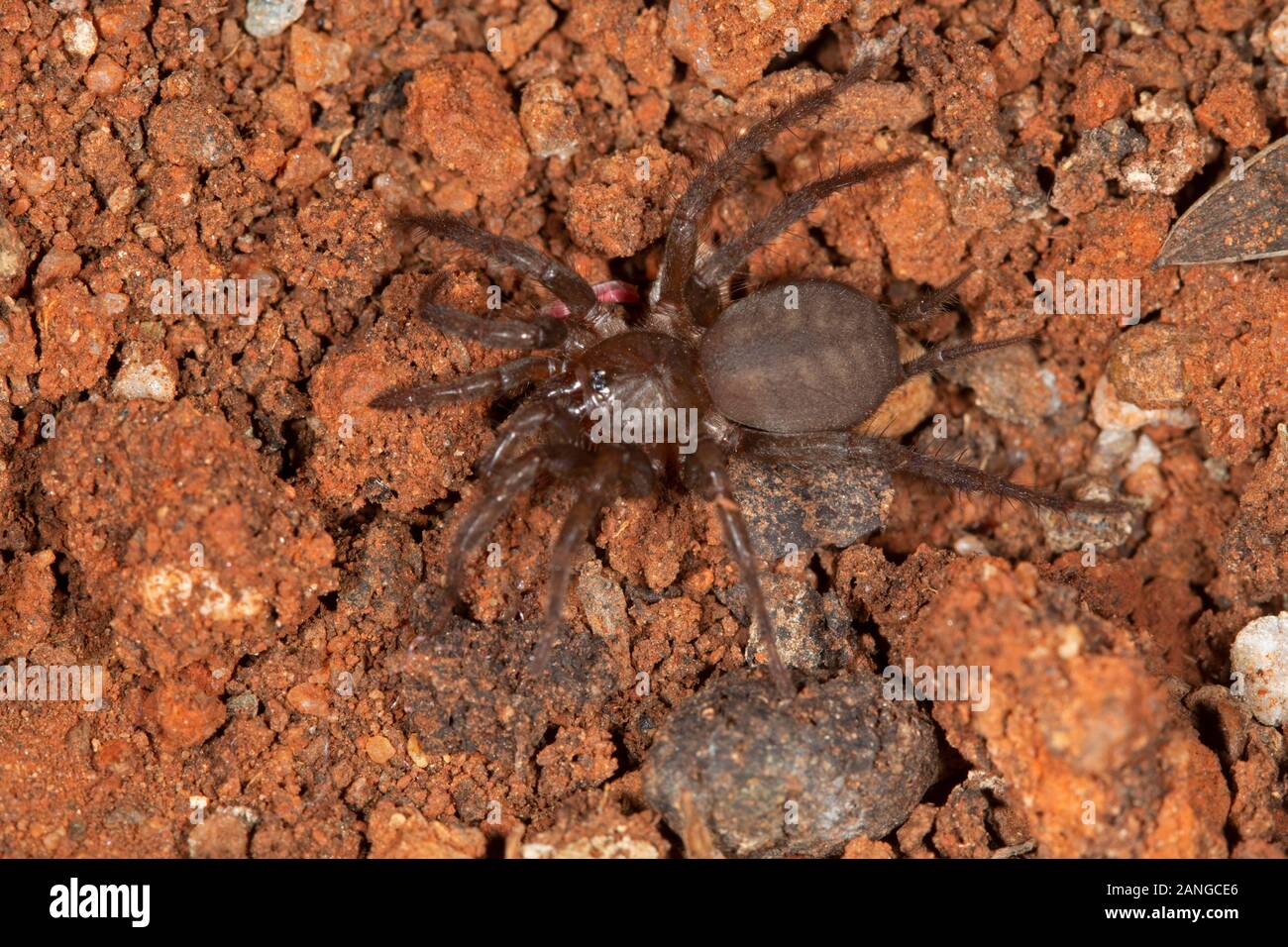 Mygalomorph spider of the genus Indothele are seen in small cavities and messy web. family Dipluridae Stock Photo